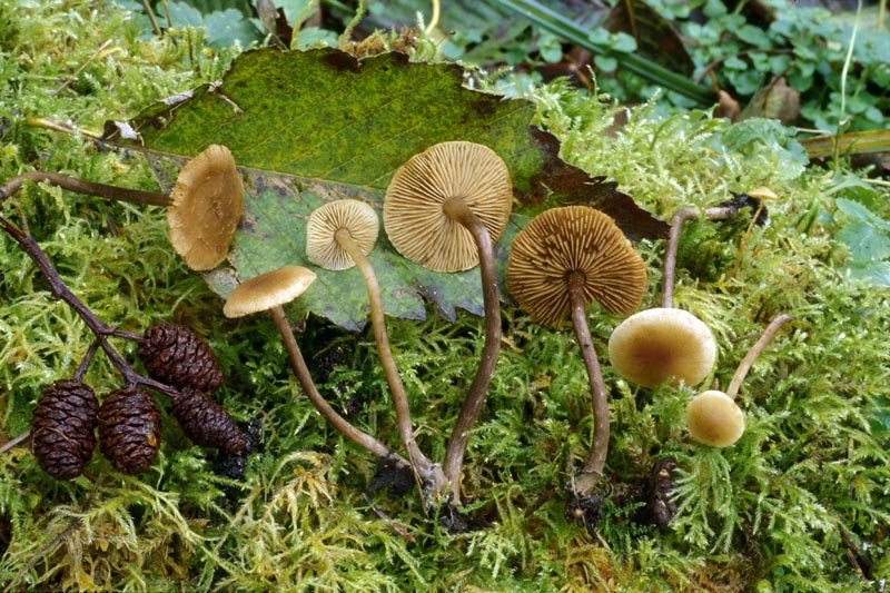 Naucoria escharioides